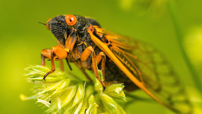 A photo of a cicada