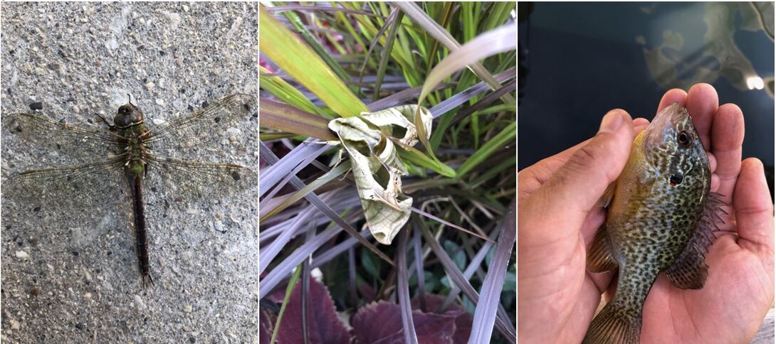 Elements of local ecology, including a dragonfly and a small fish